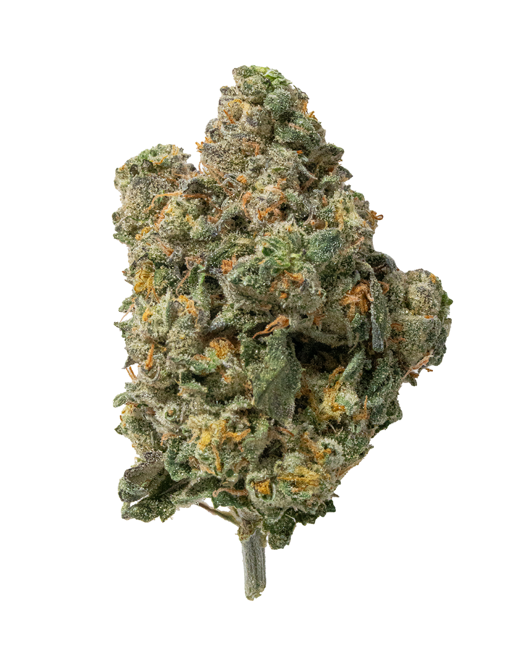 Exotics Cheetoz cannabis sativa hybrid strain flower