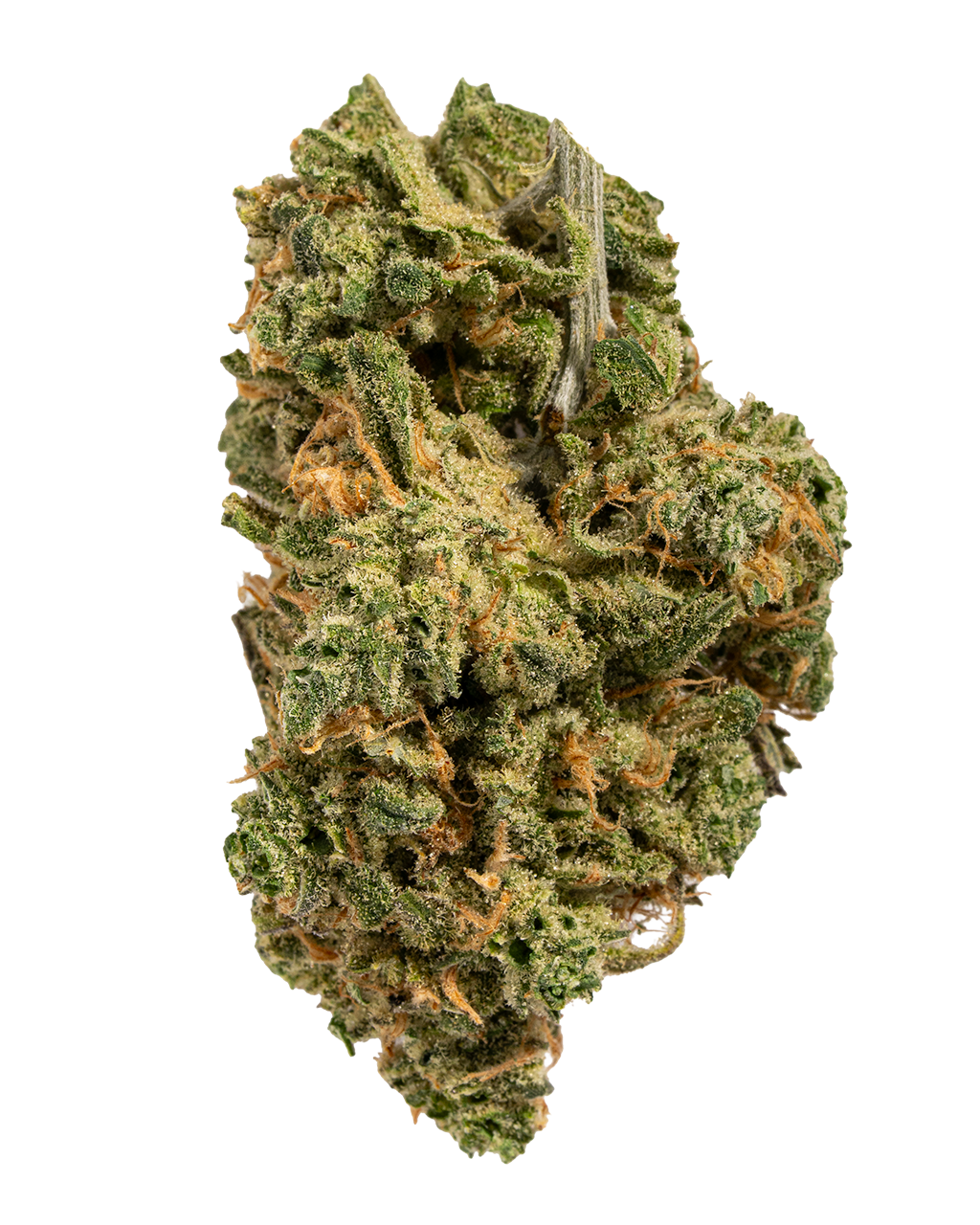 Exotics Mafia Funeral hybrid cannabis strain flower bud