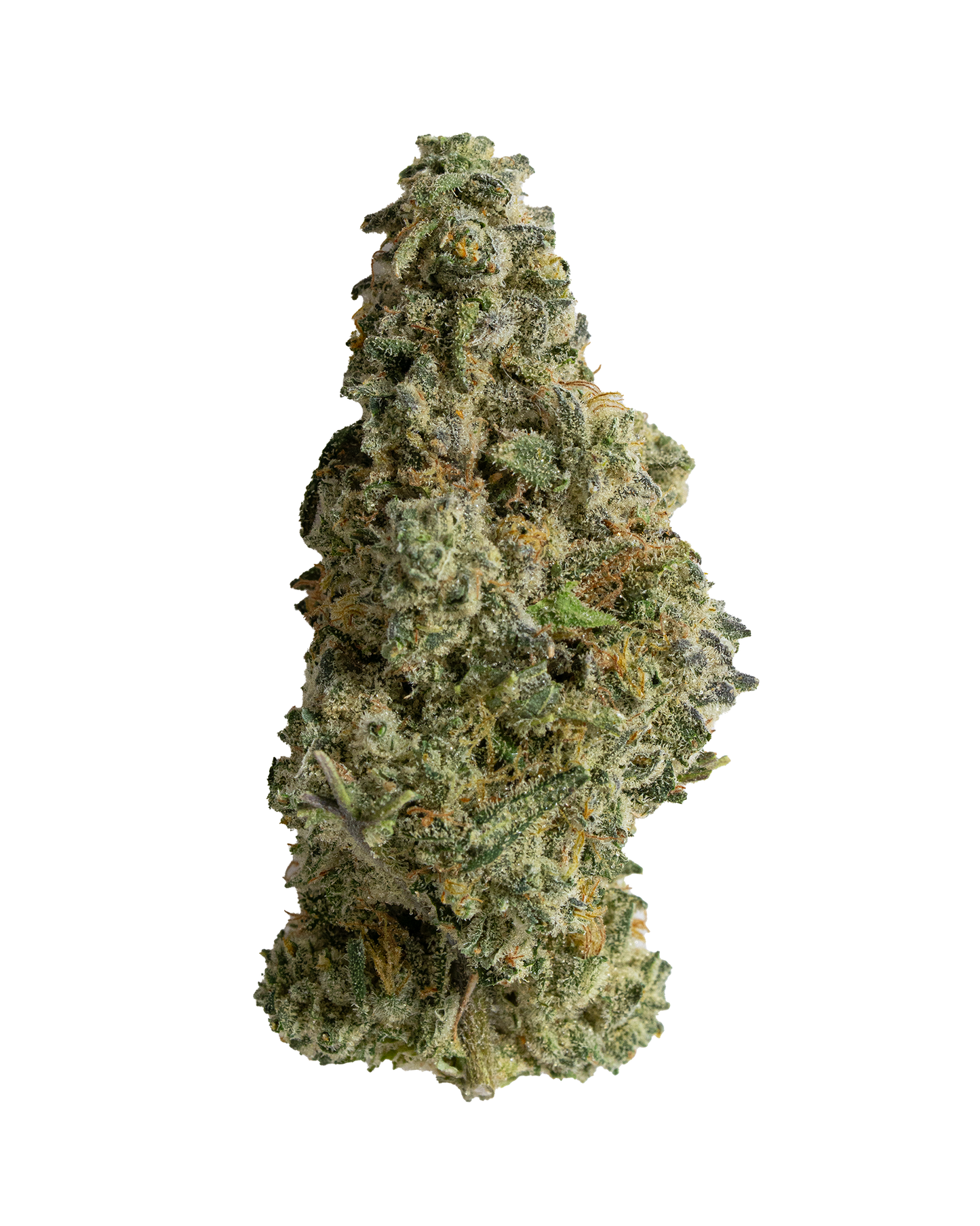 Exotics Gary Payton hybrid cannabis strain flower bud