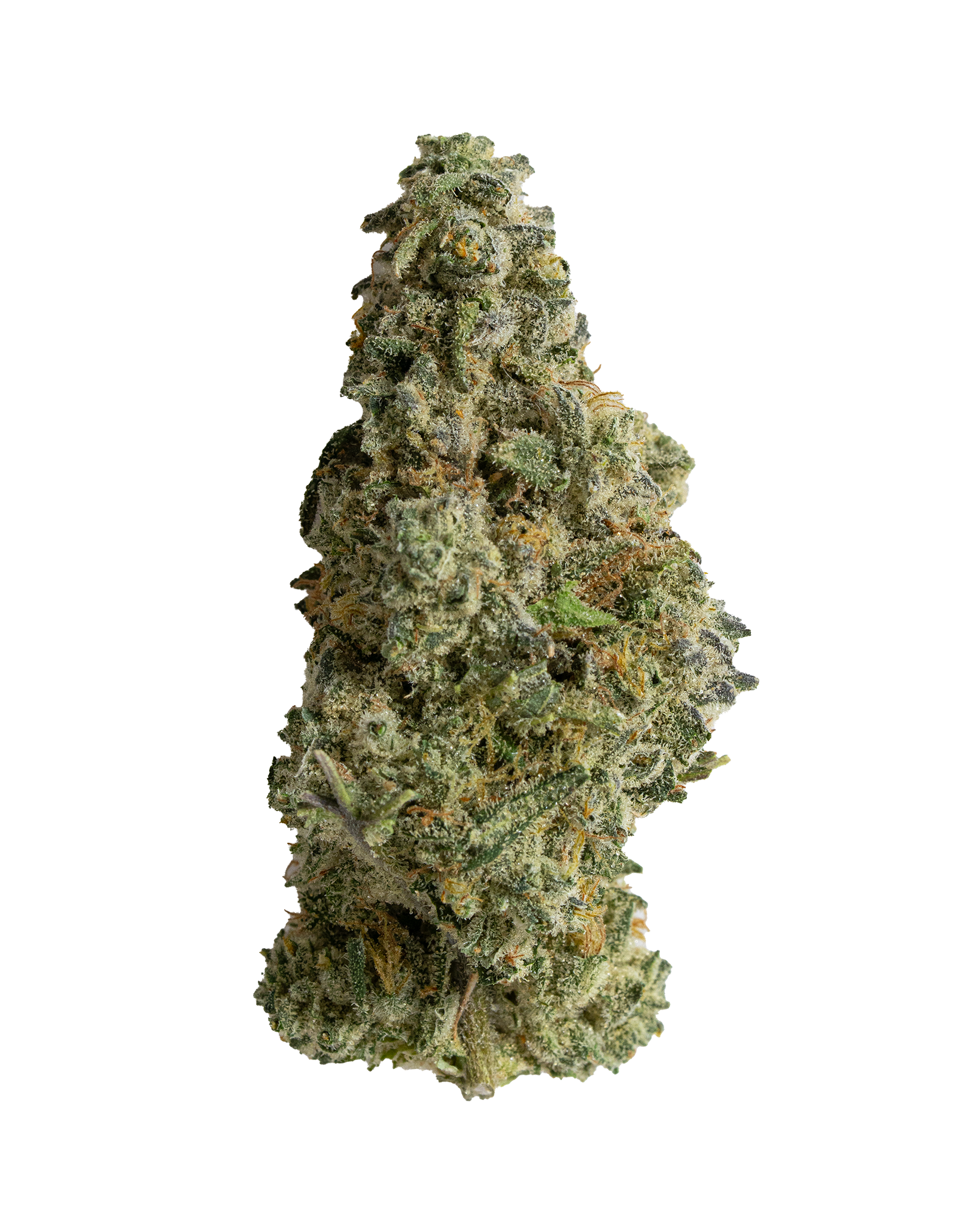 Exotics Gary Payton hybrid cannabis strain flower bud