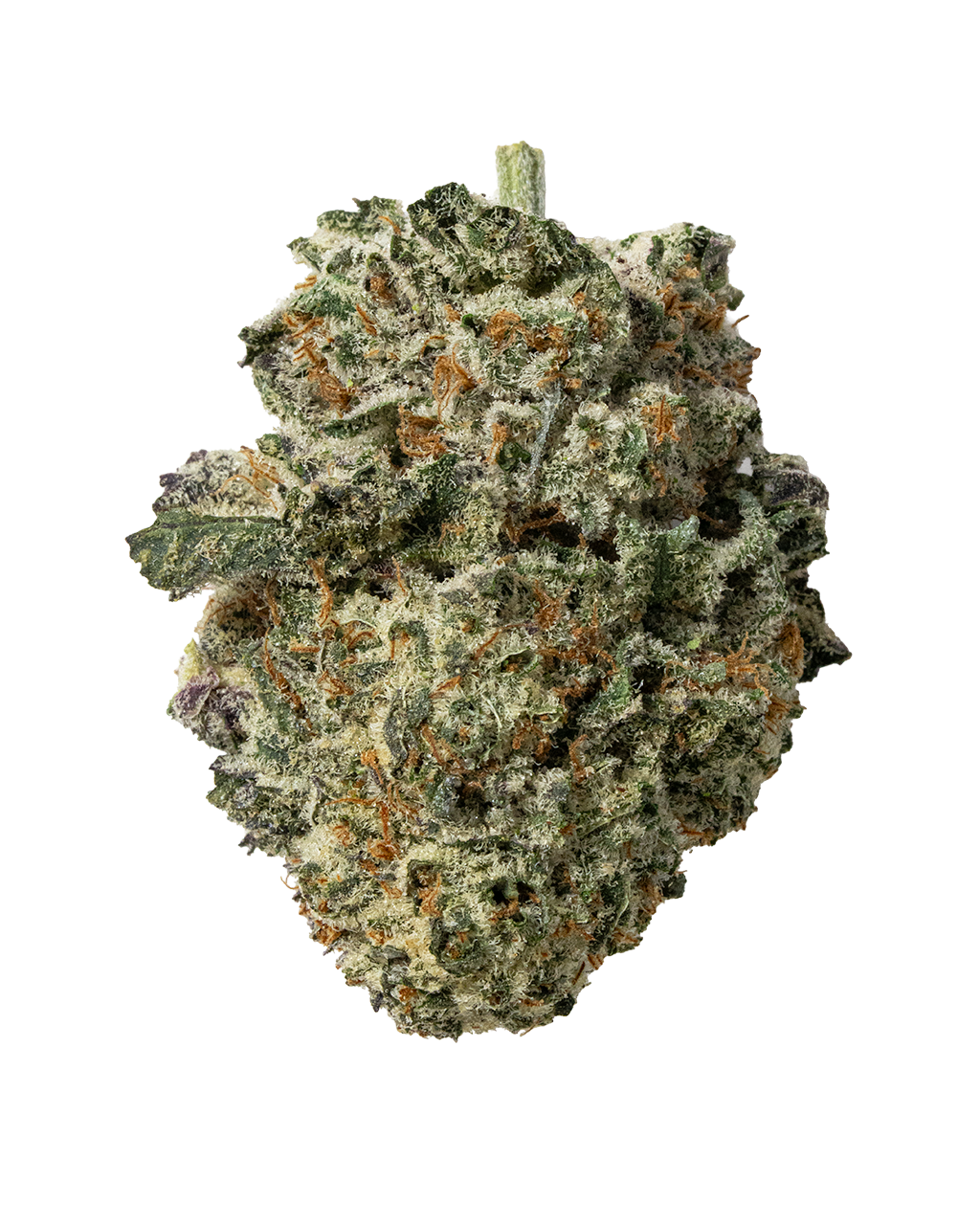 Exotics Octane sativa cannabis strain flower bud