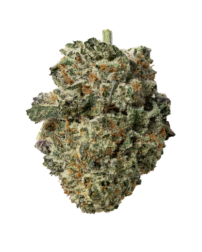 Exotics Octane sativa cannabis strain flower bud