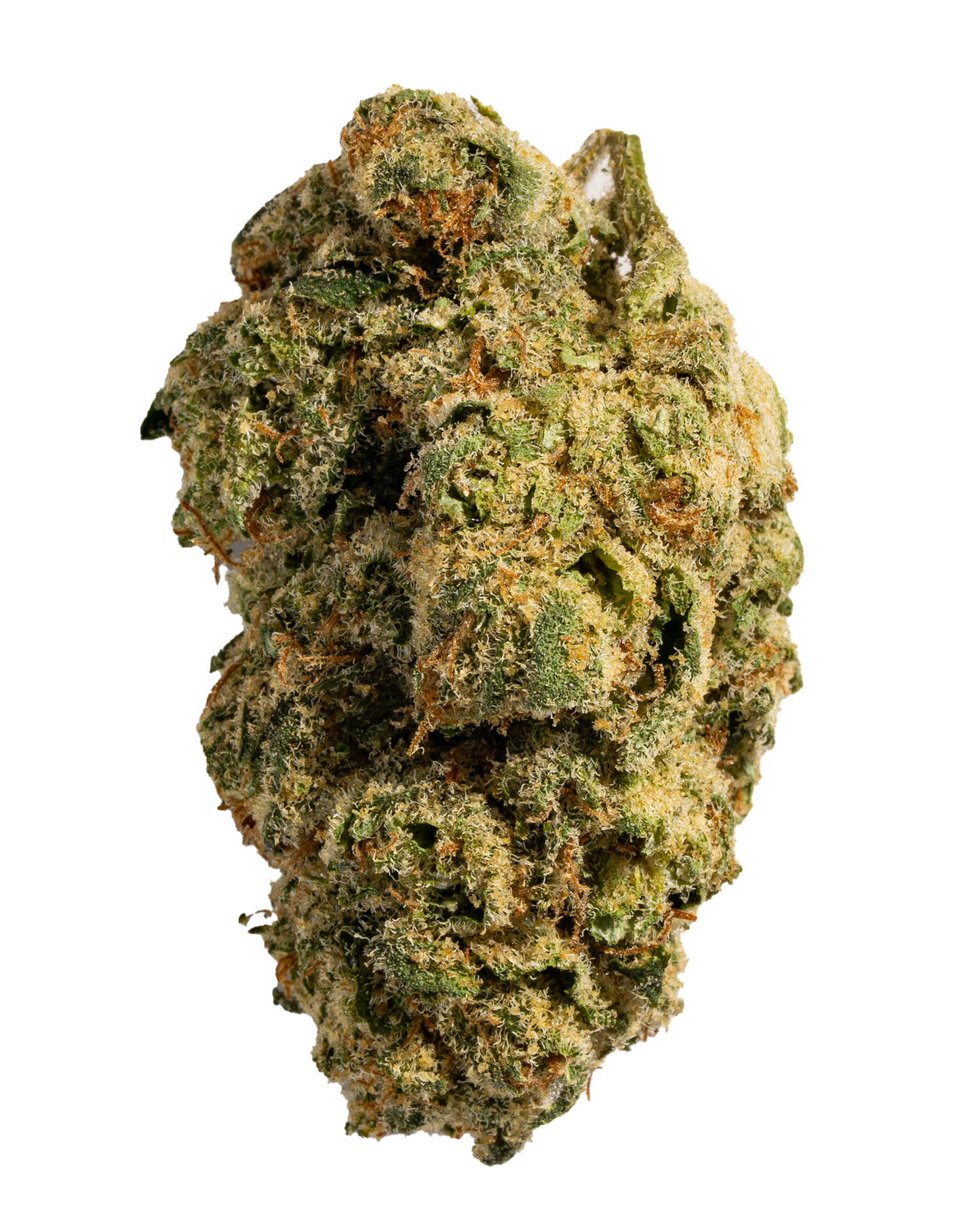 Exotics War Heads cannabis sativa hybrid strain flower